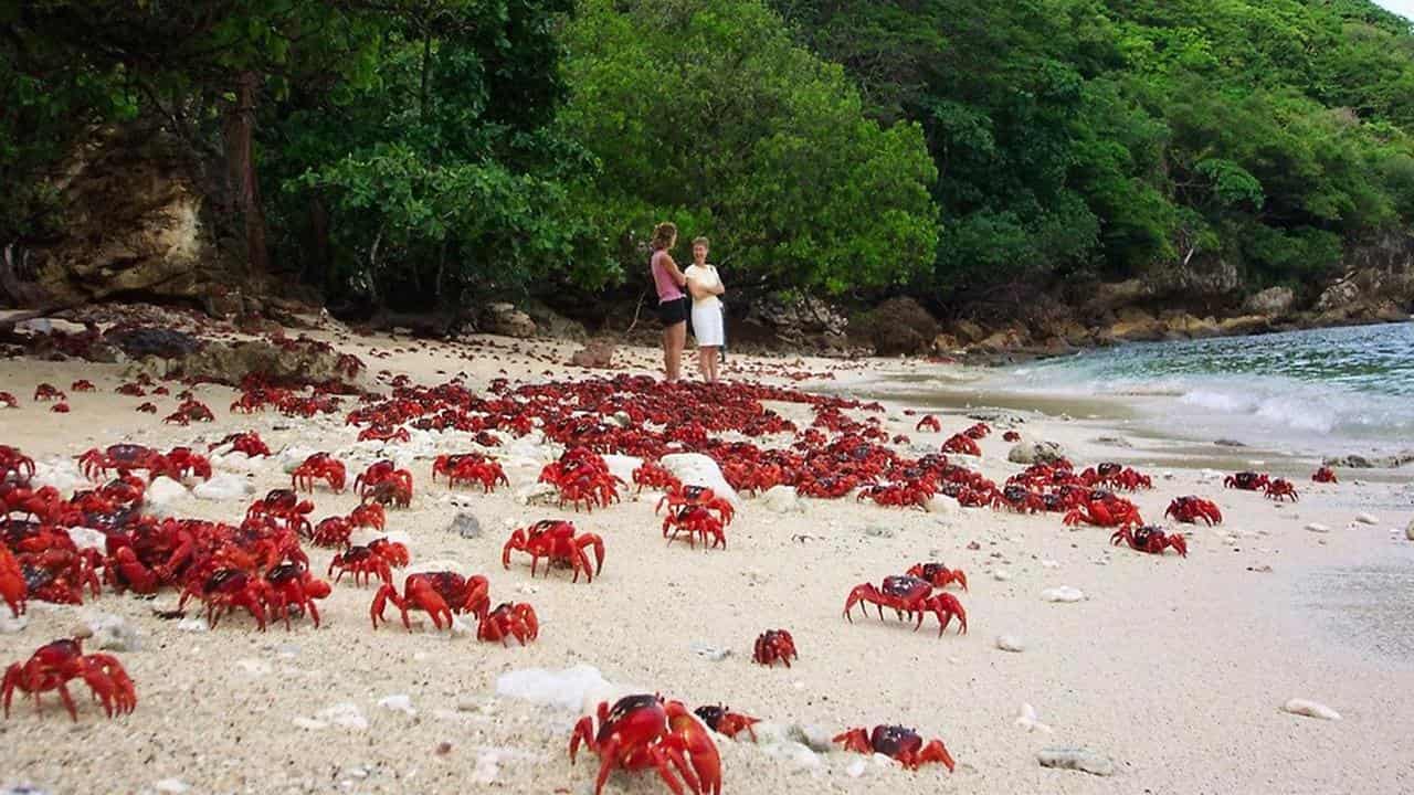 Red crabs on a beach.