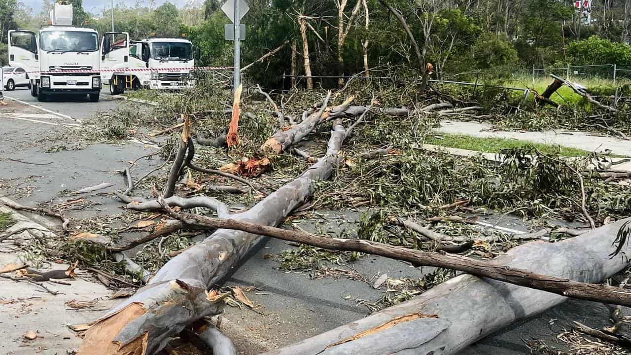 Fallen trees in Oxenford