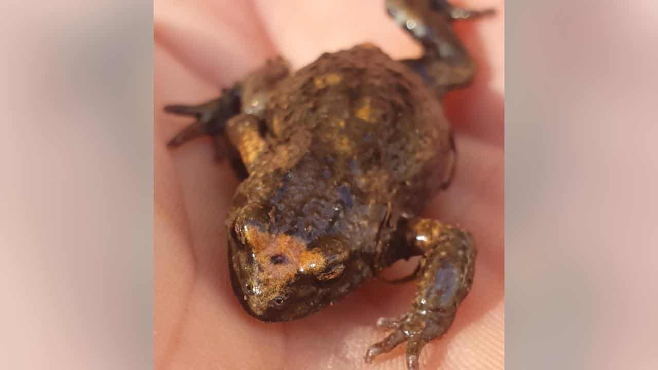 The rare toadlet that could be a new species. 