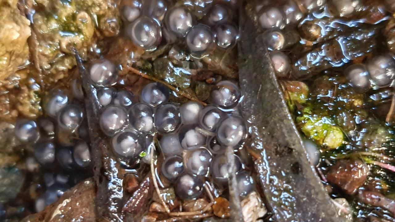 Frogspawn of a toadlet believed to be a new species.