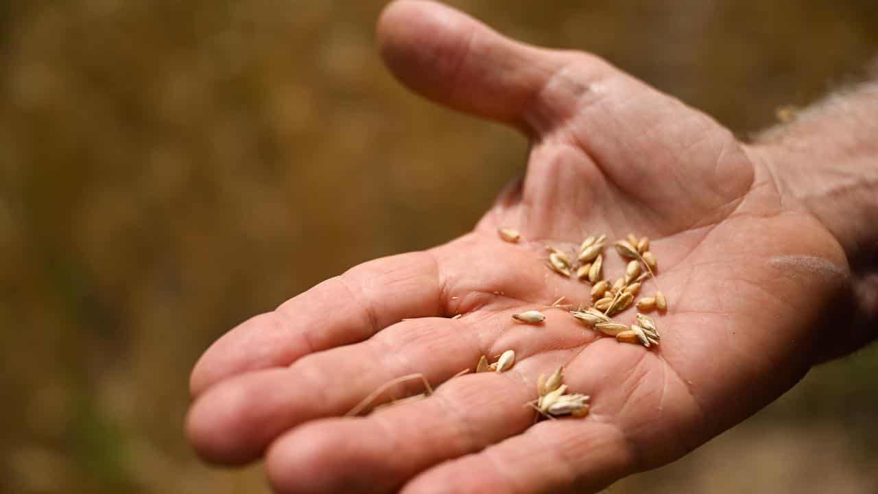 Wheat grains in a field at Borambola near Wagga Wagga, NSW.