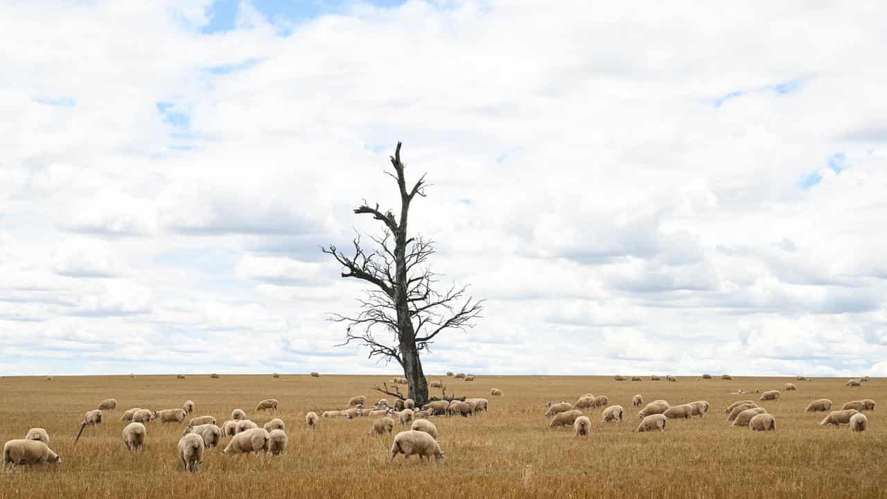 Sheep graze on a recently harvested wheat field near Wagga Wagga, NSW.