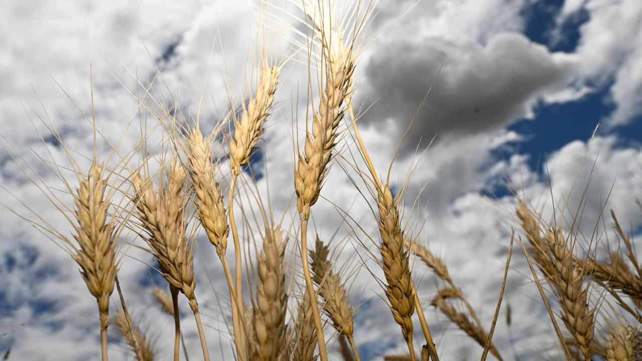 Wheat heads in a field at Borambola near Wagga Wagga, NSW.