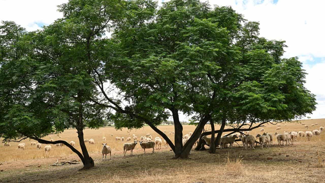 Sheep on a recently harvested wheat field near Wagga Wagga, NSW.