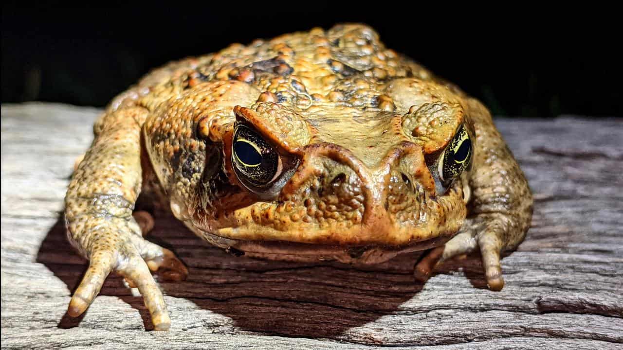 Cane toad in Guanaba, Queensland