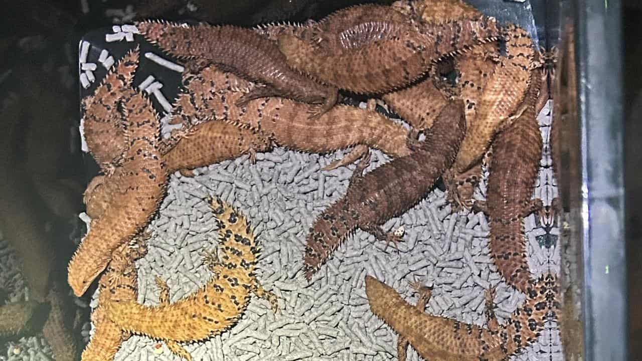 Native reptiles seized by NSW police (supplied image)