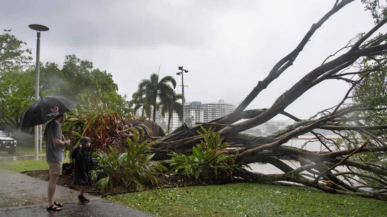 People view uprooted tree in Cairns following wild weather.