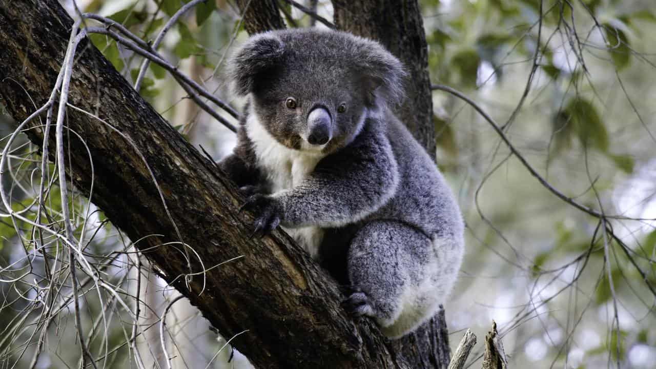 Koala released into the wild (file image)