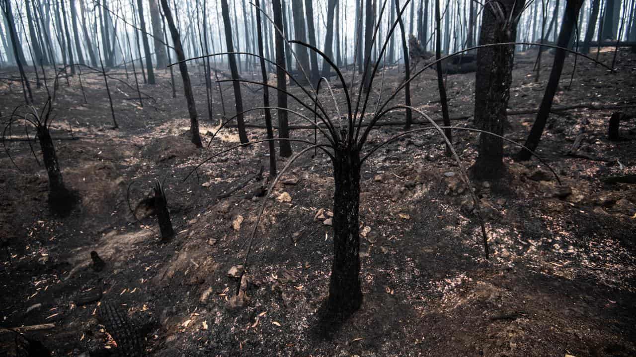 Burnt-out bushland on the outskirts of Cobargo (file image)