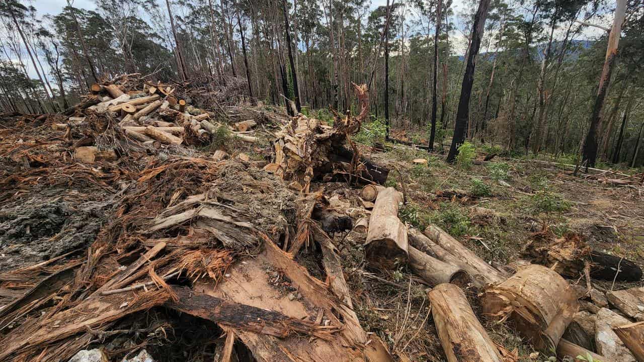 Logging in the Clouds Creek State Forest (file image)