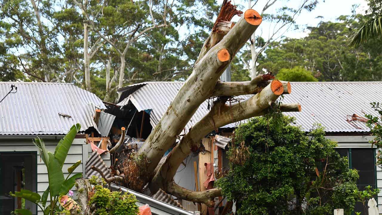 A house  in Mount Tamborine damaged by a fallen tree.