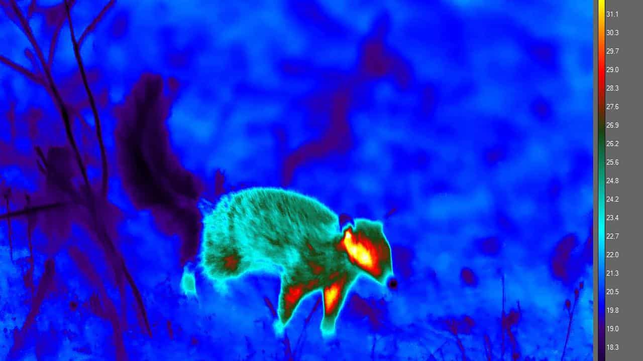 Thermal image of numbat