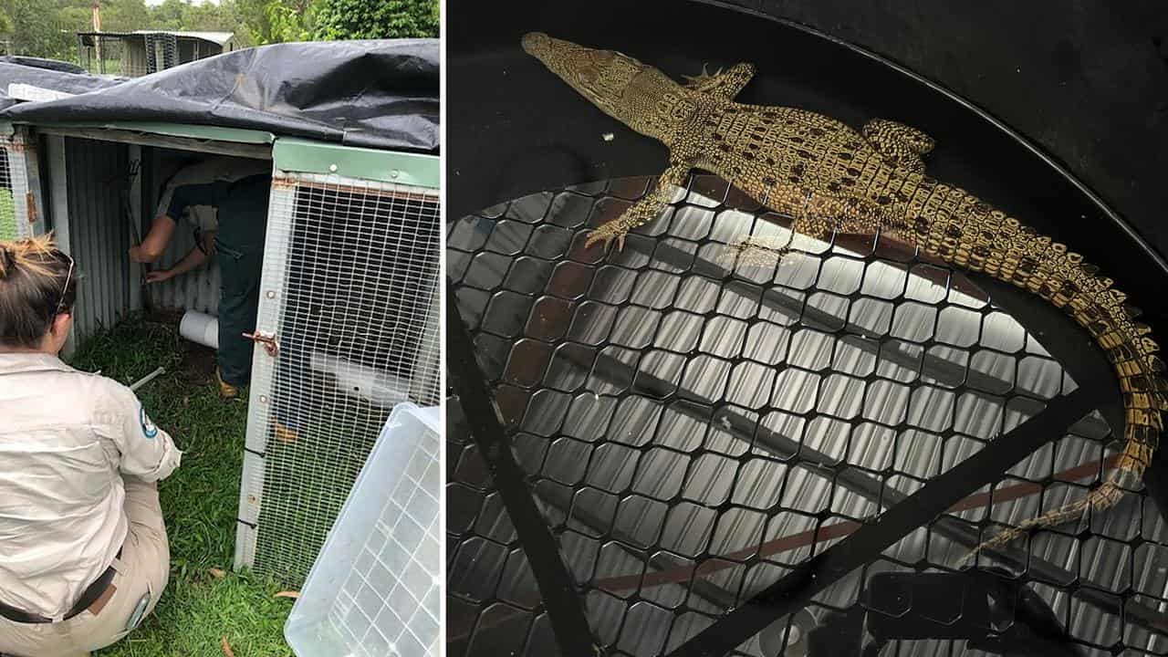 The crocodile is removed from the chicken coop.