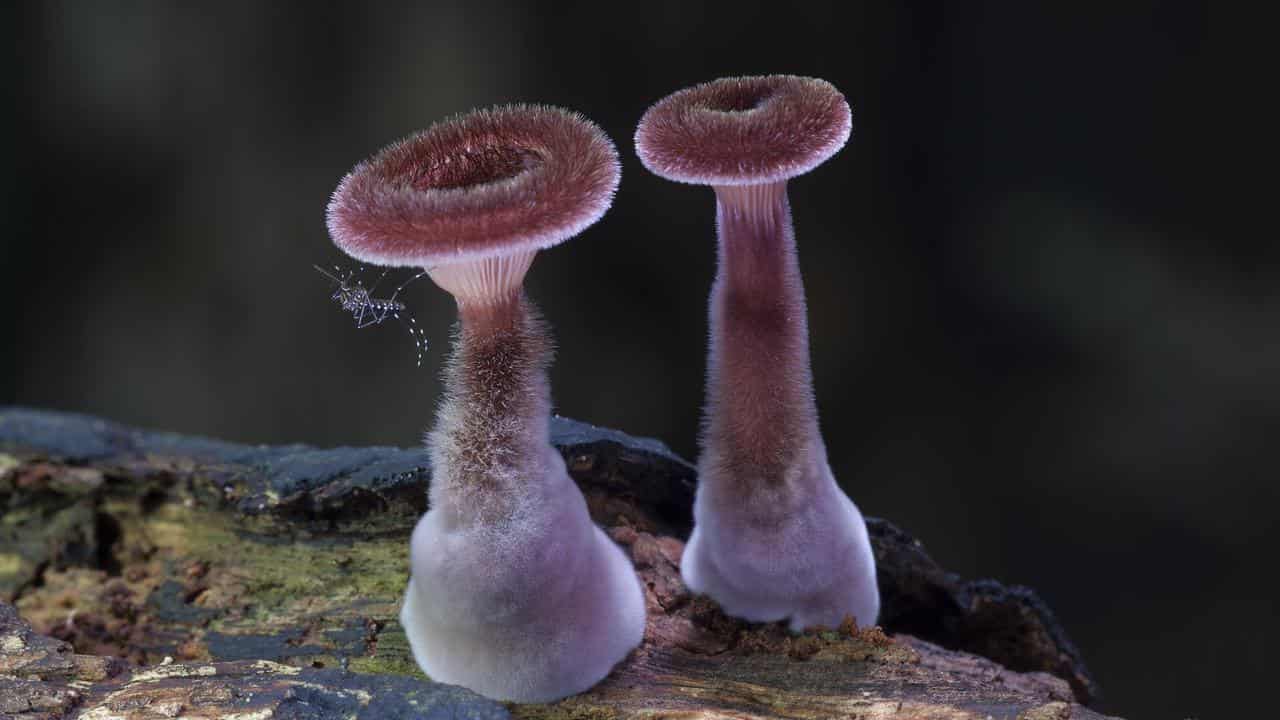 Panus Lecomtei taken on the north coast of NSW.