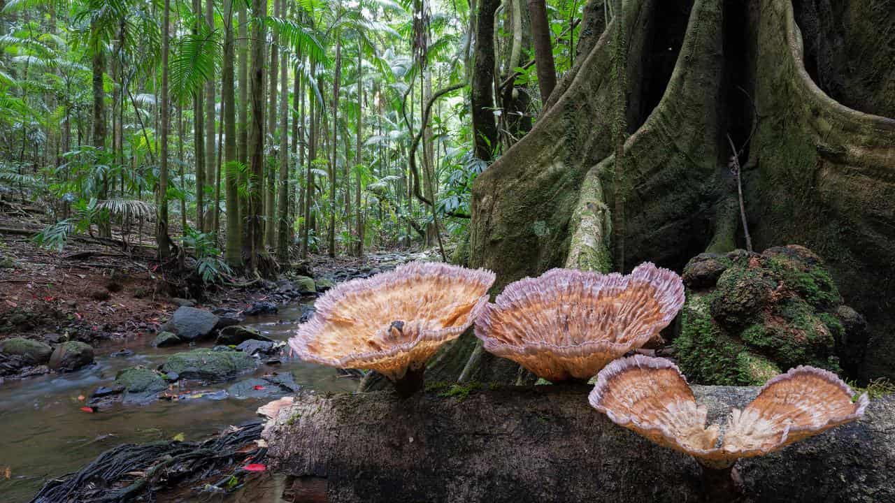 A rainforest scene in the Nightcap National Park NSW