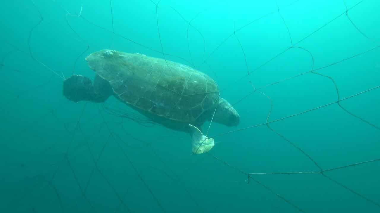 A turtle entangled in a shark net.