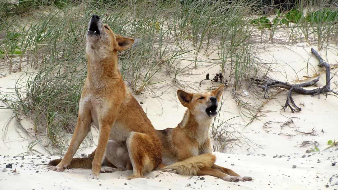 Dingoes on K'gari.