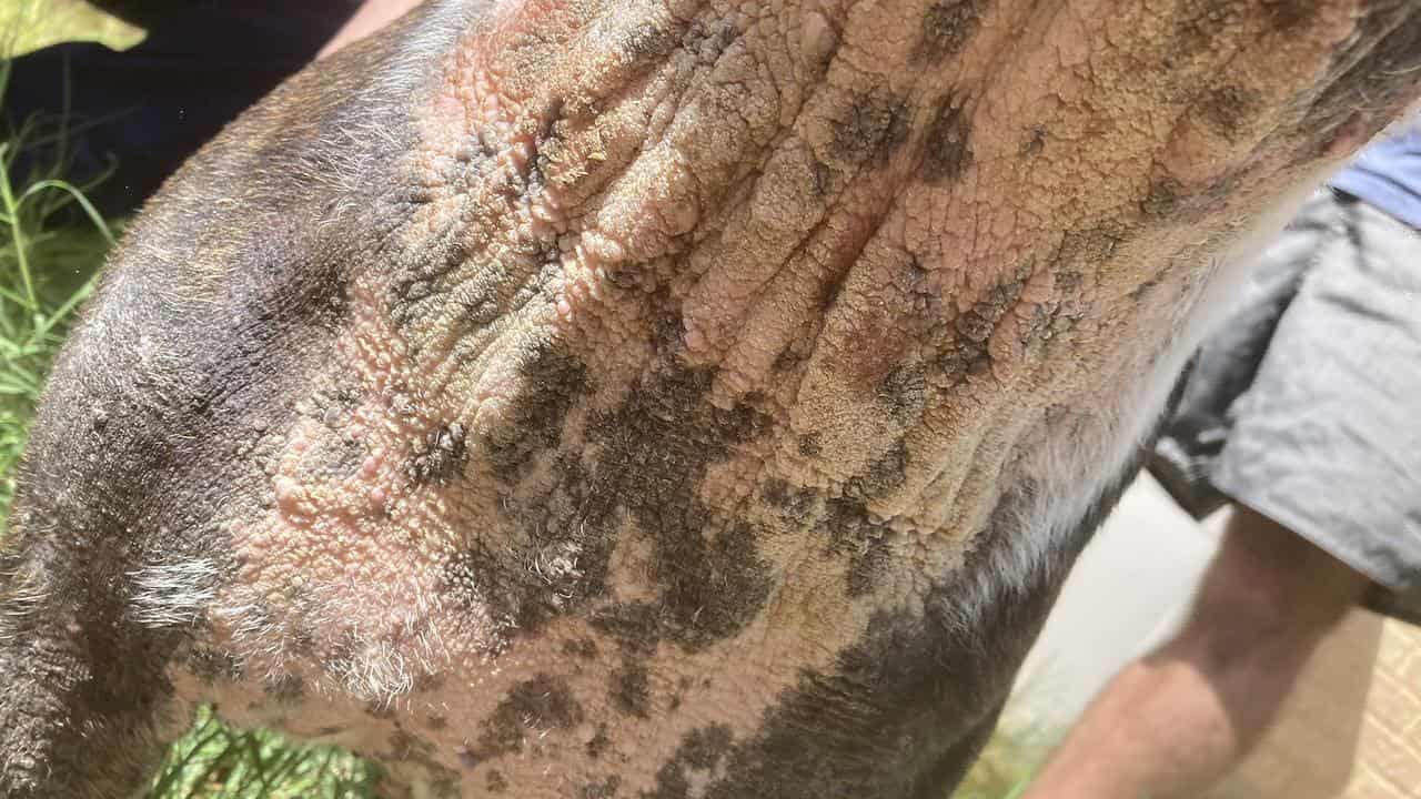 Patchy to scant fur on dog's skin