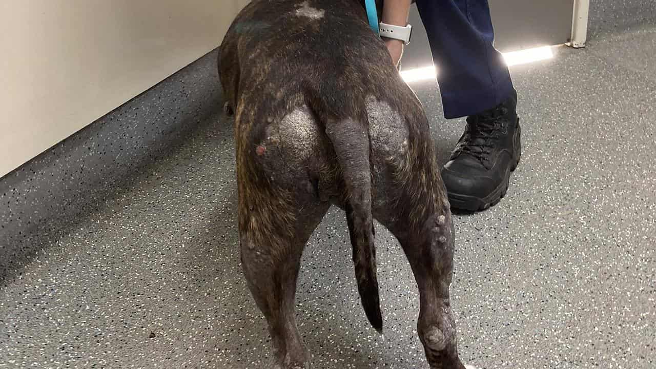 Dog's rear end showing severe fur loss, lumpy skin