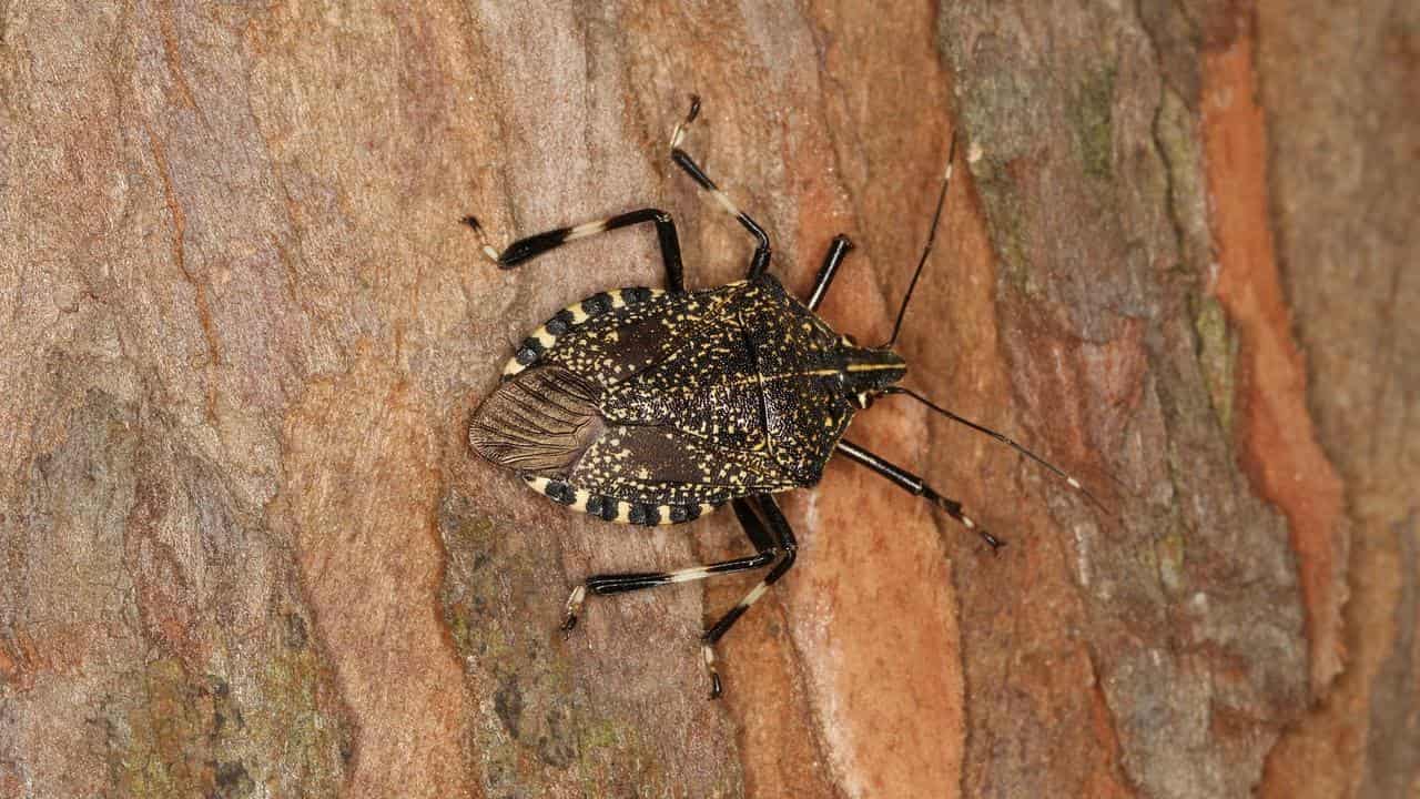 Erthesina fullo, commonly known as the yellow-spotted stink bug