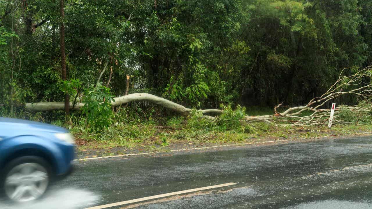 Car on wet road with fallen trees