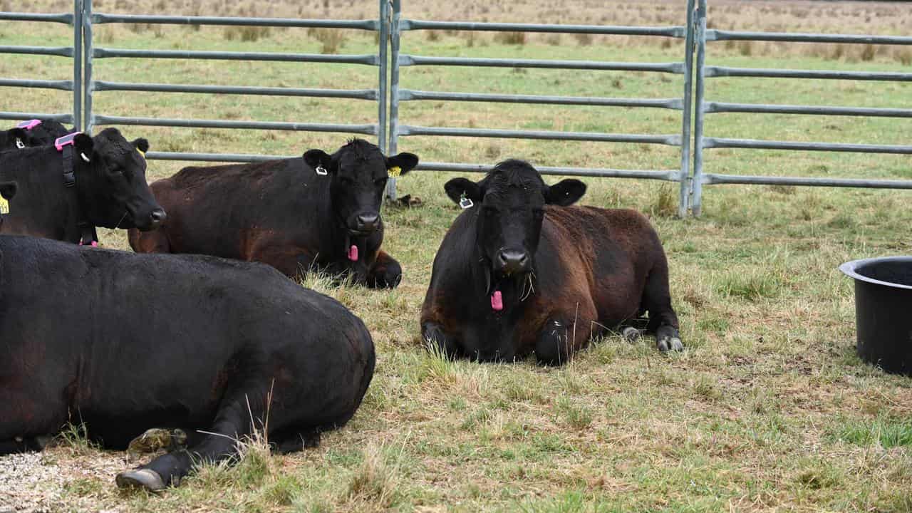 Angus cattle wearing CSIRO designed ear tags