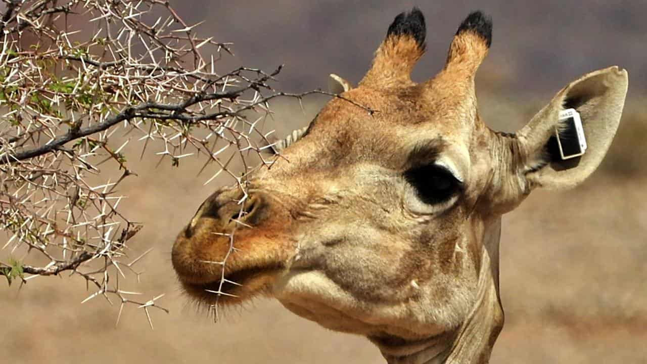 A tagged female giraffe in Northwest Namibia