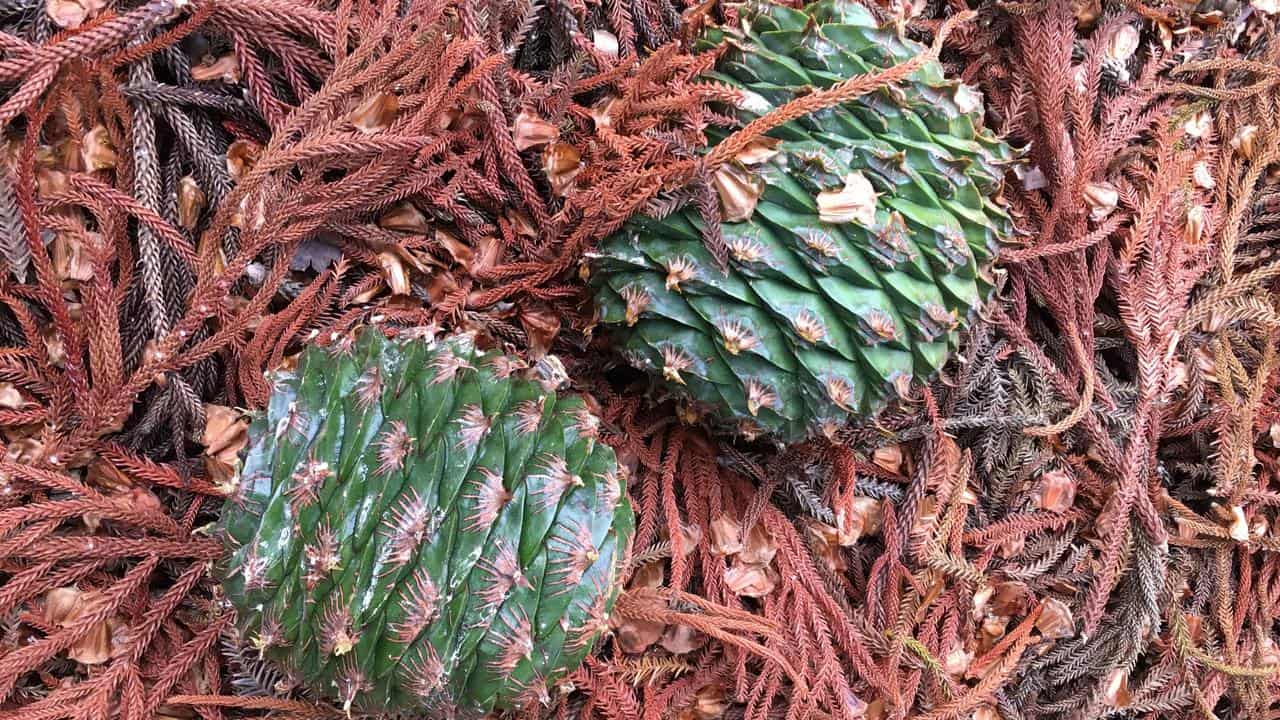 Bunya nuts