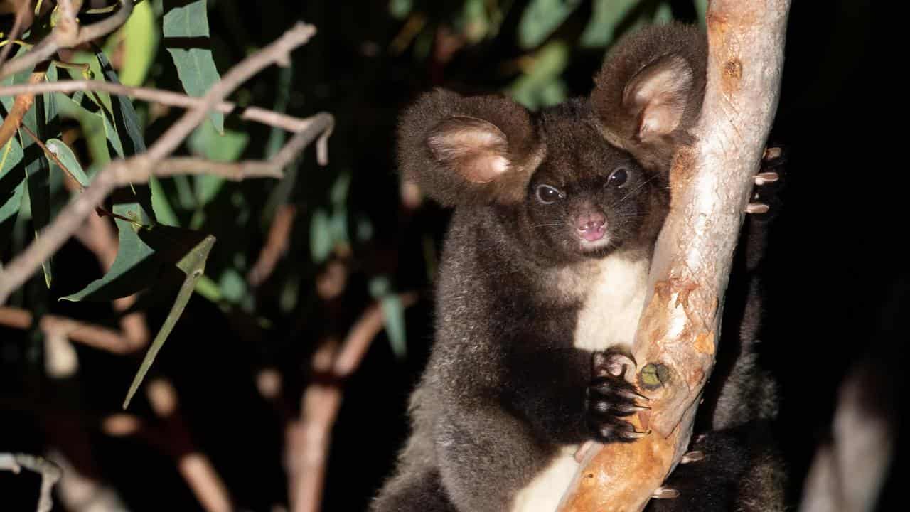 A file photo of a greater glider 