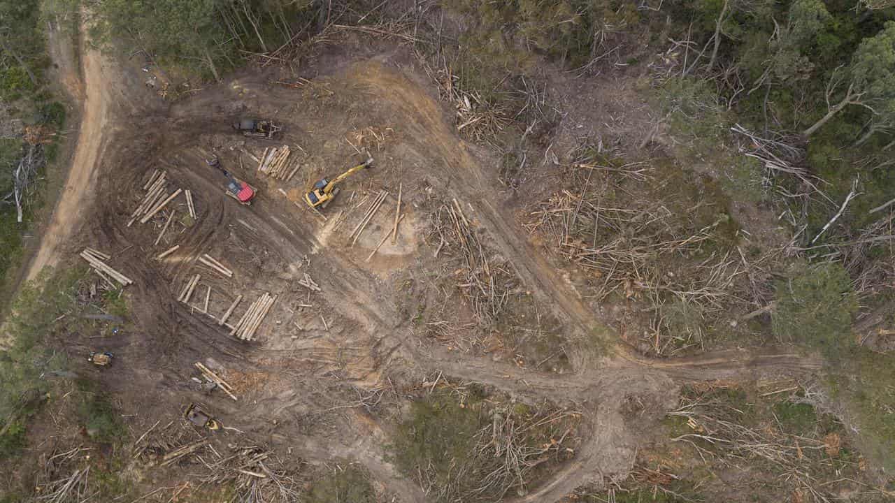 A file photo showing logging in Tallaganda state forest