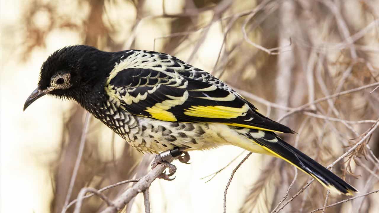 A regent honeyeater.