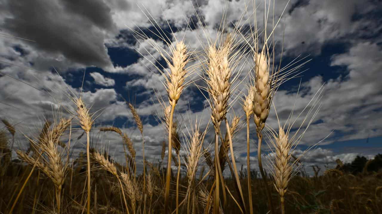 Wheat heads (file image)