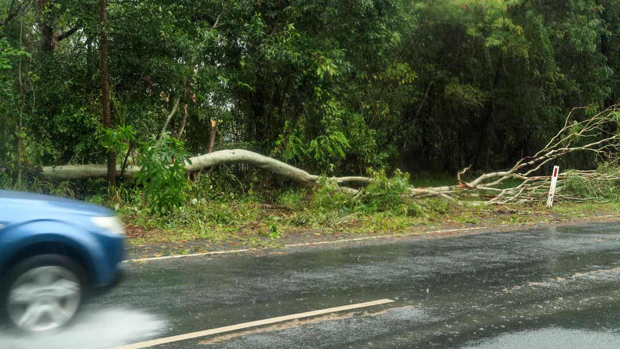 A fallen tree in the rain