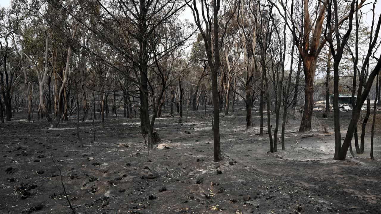 Fire ravaged bushland in Queensland.