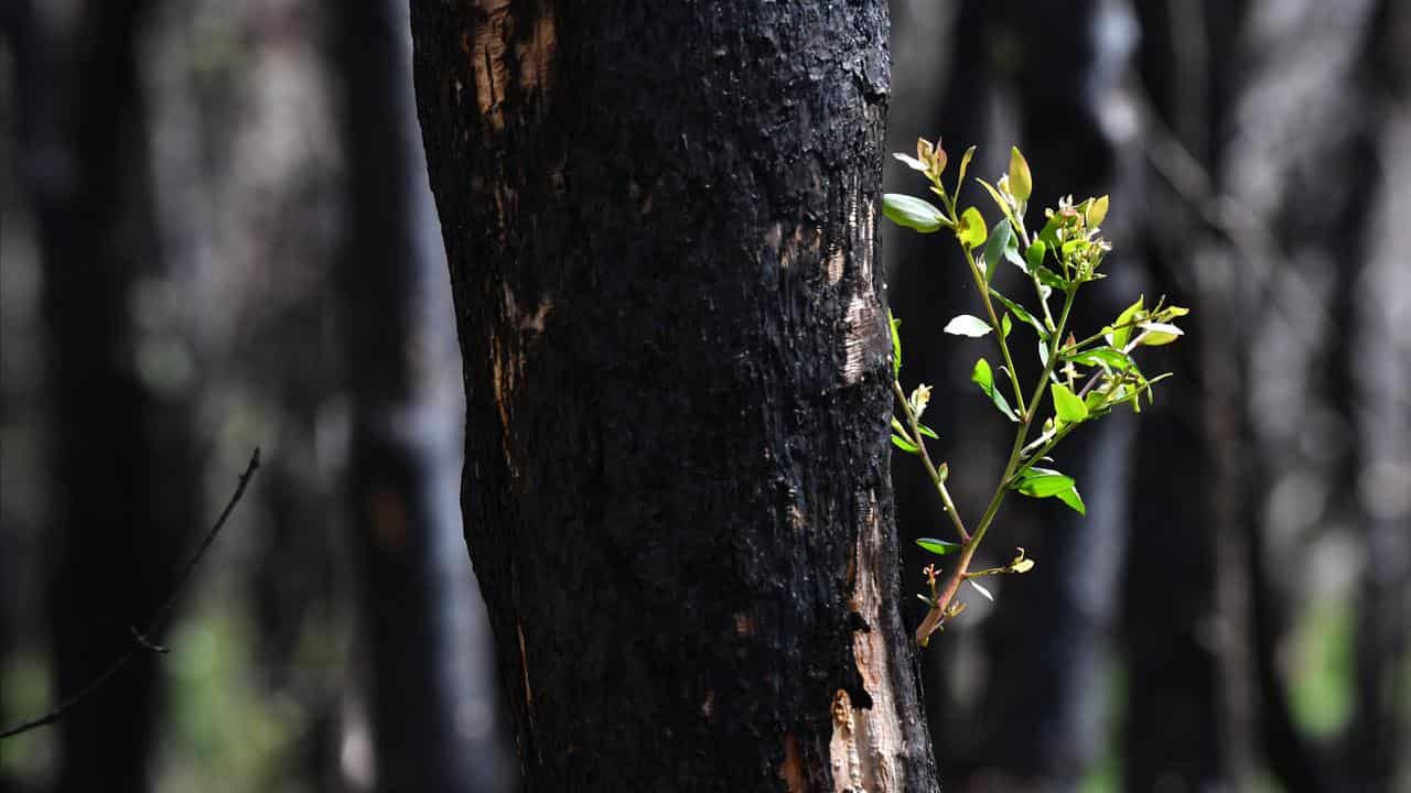 A green shoot from a fire affected tree in Qld.