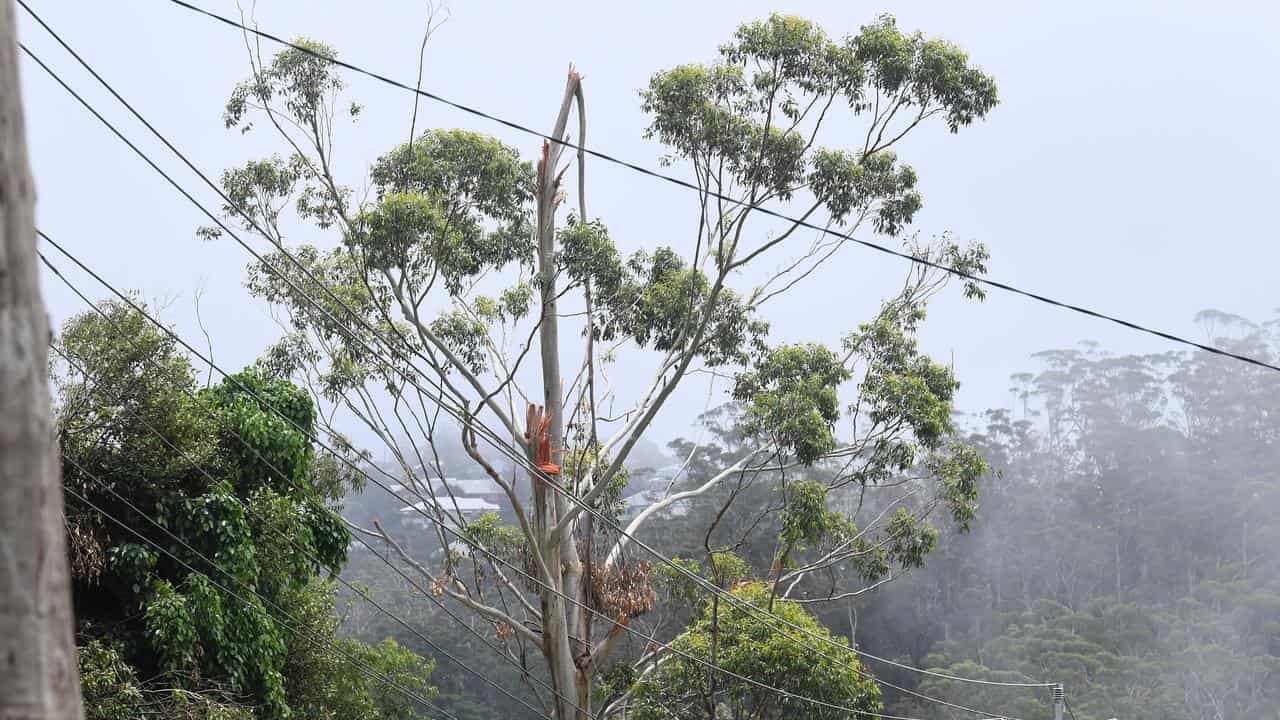 Tree damage at Mount Tamborine