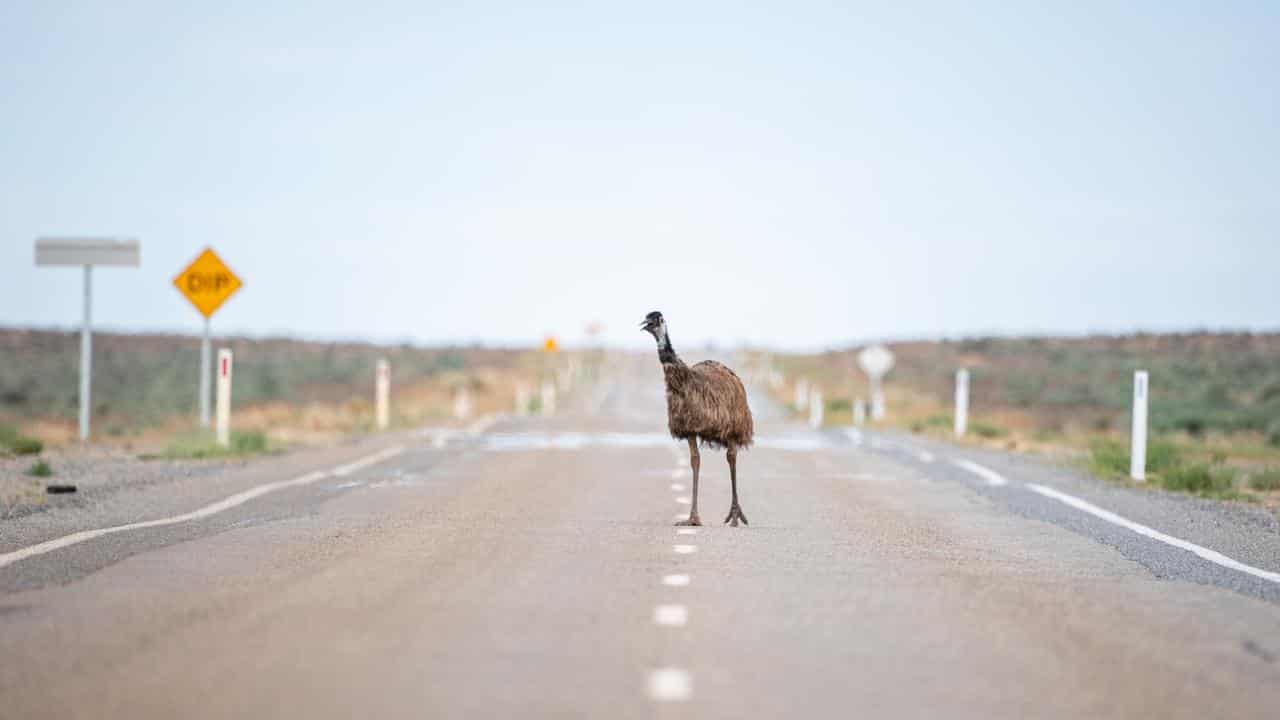 An emu on the road in western NSW.