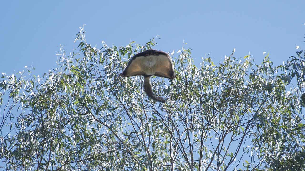 Greater glider sails through the air.