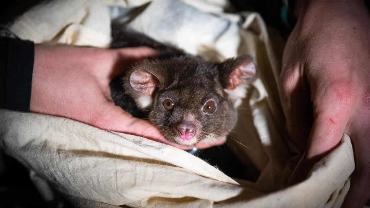 Greater glider in the Tallaganda State Forest.