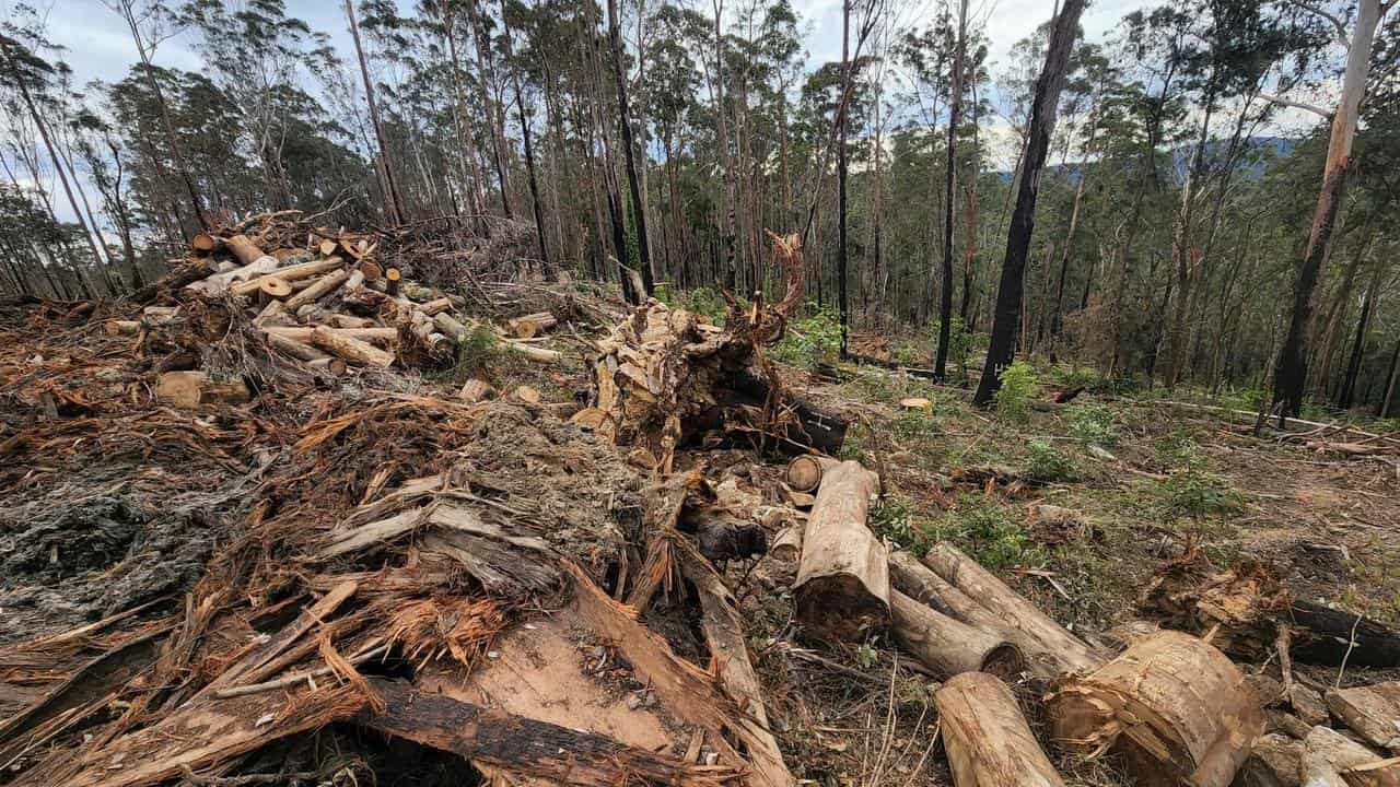 Logging in the Clouds Creek State Forest.