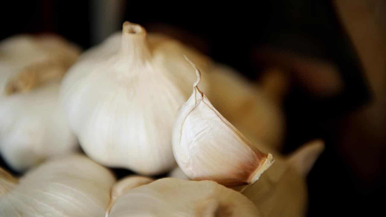 Garlic bulbs (file image)