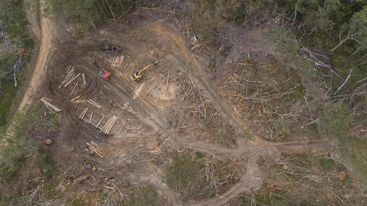 An aerial view of logging at the Tallaganda state forest