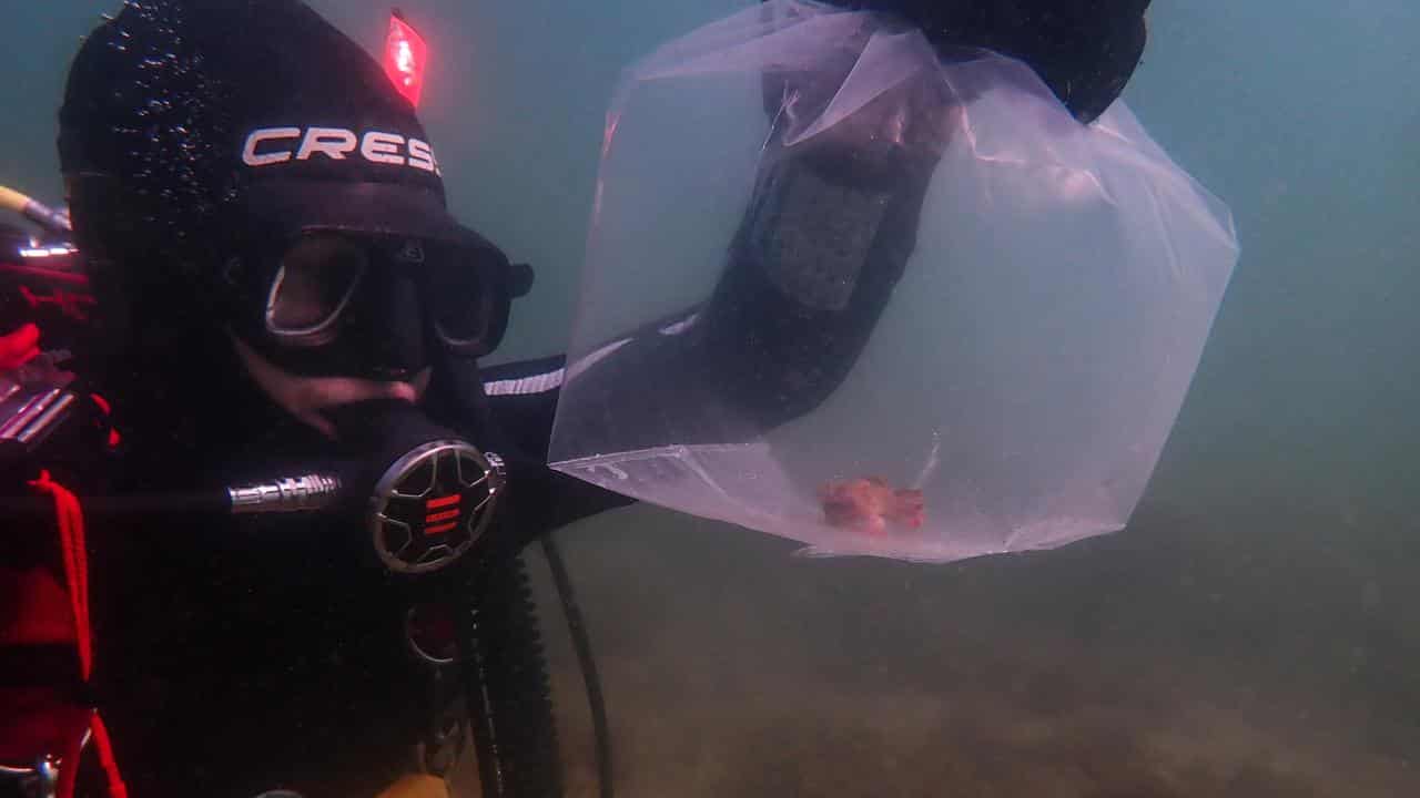 A diver collects a red handfish 