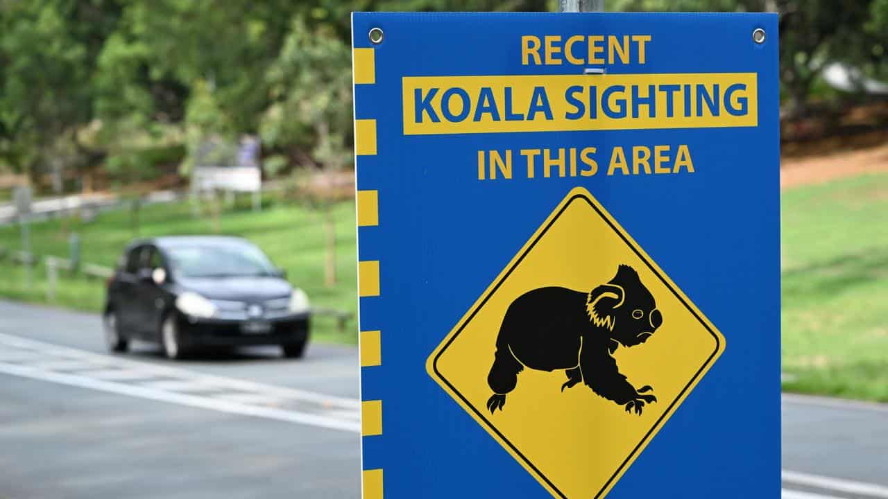 A sign warning drivers to look out for koalas