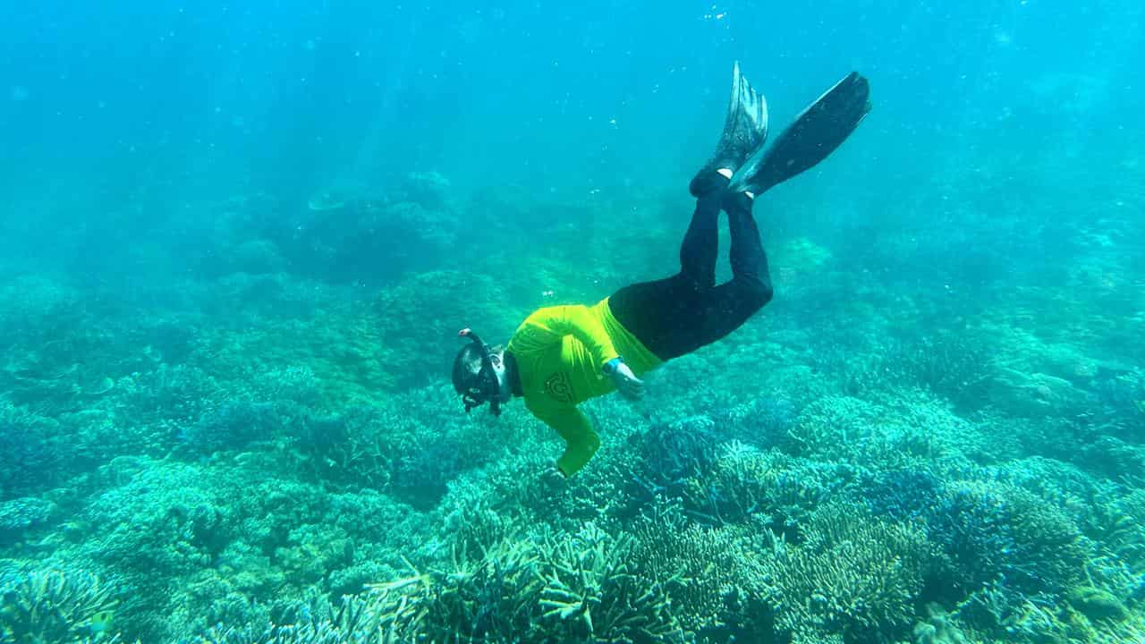 A diver at the reef