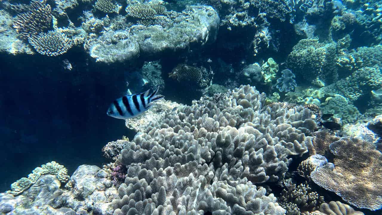 The Great Barrier Reef