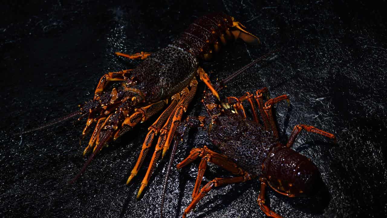 Southern Rock Lobsters