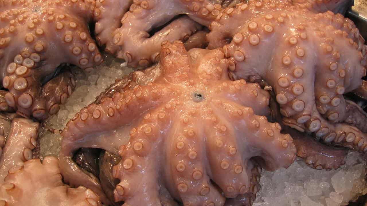 Octopus for sale in a fish market.