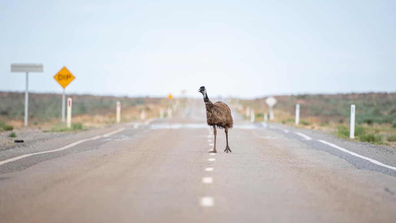 An emu on a road in western NSW during a heat wave