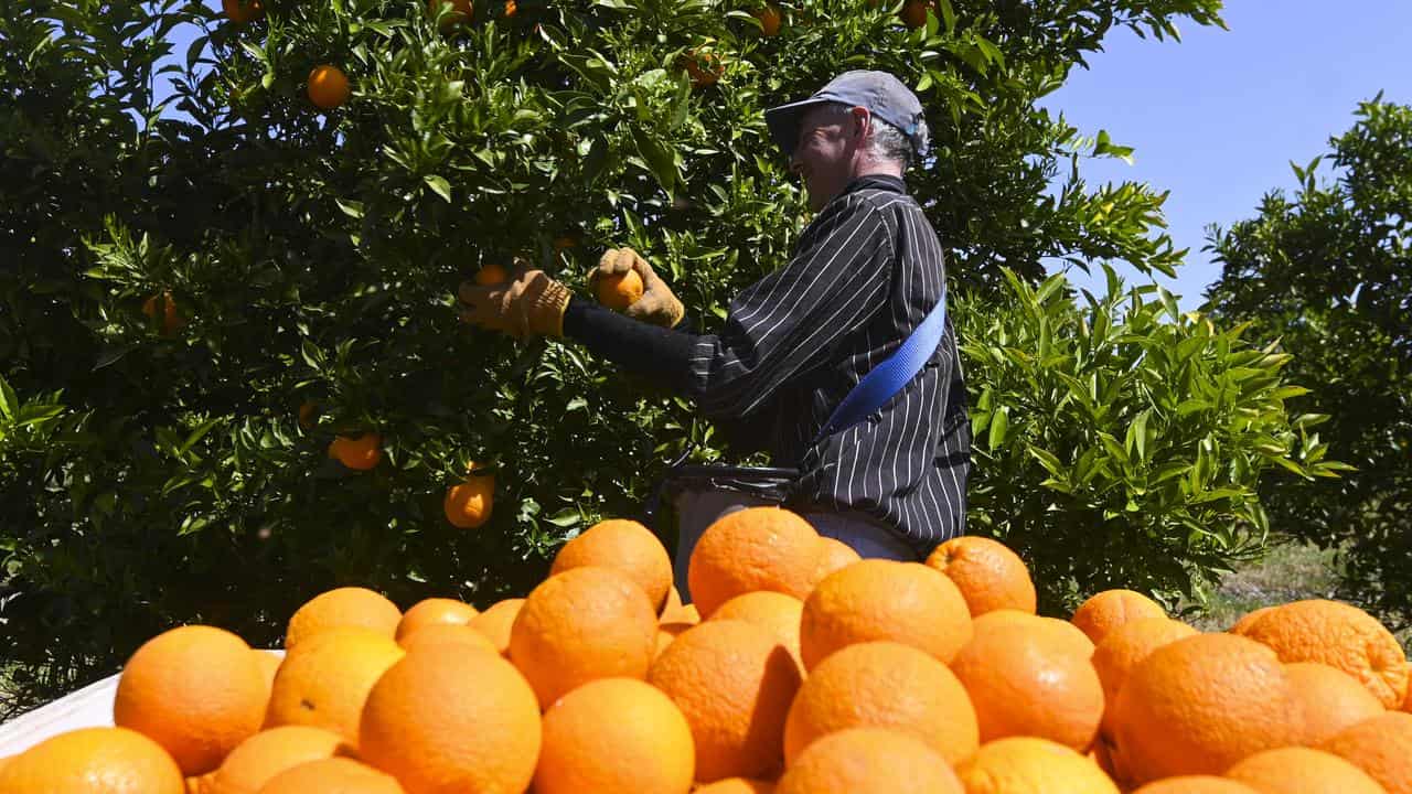 Fruit picker Wayne Smith harvests oranges on a farm near Leeton